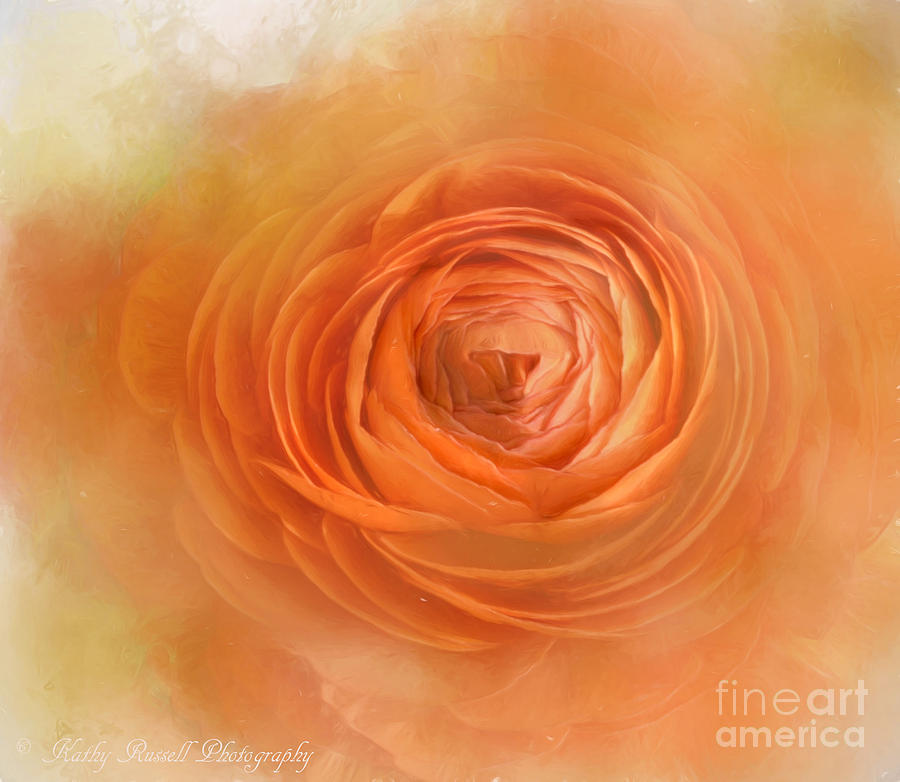 Ranunculus Orange Photograph by Kathy Russell