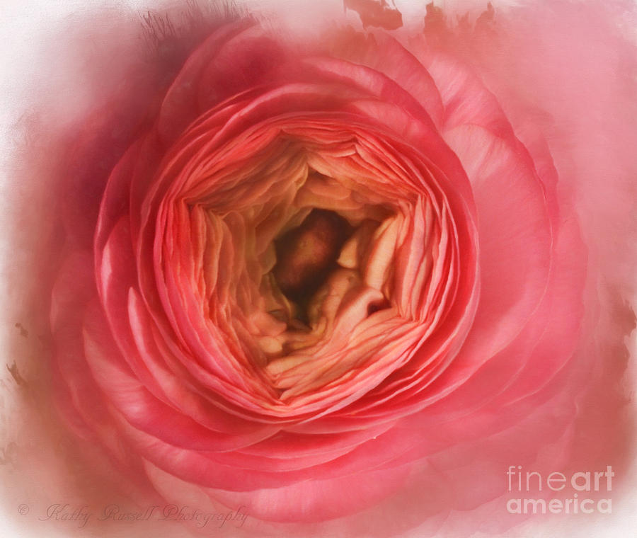 Ranunculus Pink Photograph by Kathy Russell
