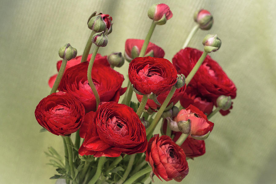 Ranunculus red Photograph by Vanessa Thomas