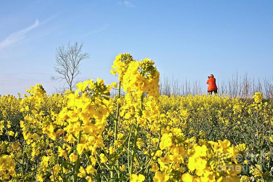 Rape field with photographer Photograph by Heiko Koehrer-Wagner