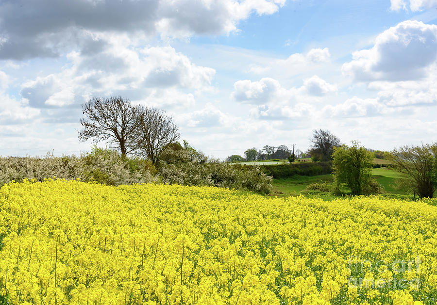 Rape seed field Photograph by Colin Rayner