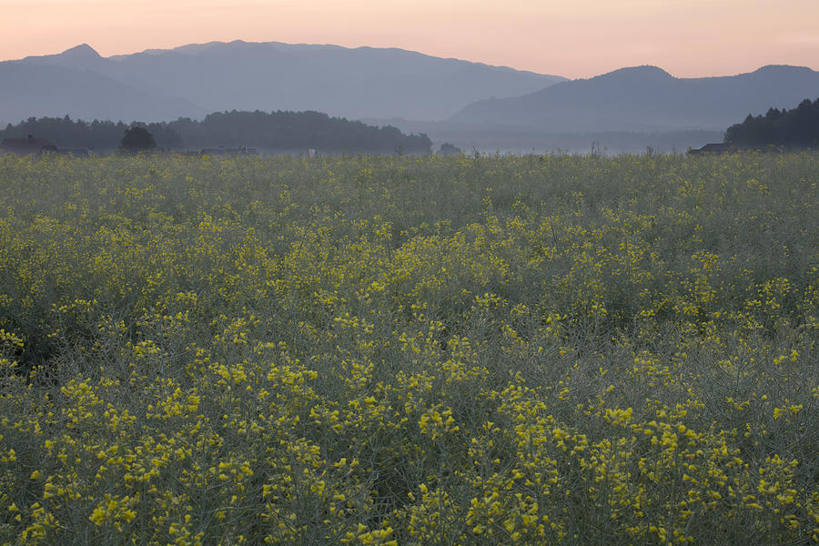 Rapeseed dawn Photograph by Ian Middleton