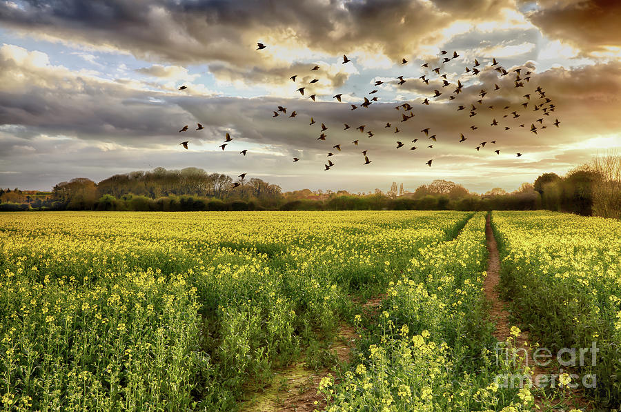 Rapeseed field at sunset with birds Photograph by Simon Bratt