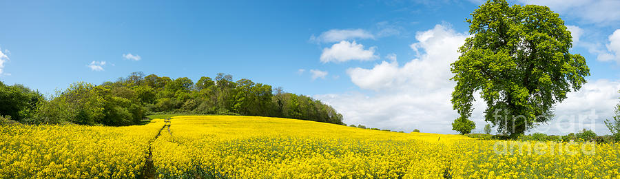 Rapeseed field Photograph by Colin Rayner
