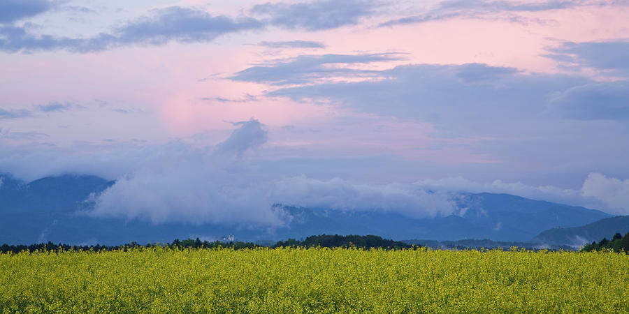 rapeseed field in Brnik with Kamnik Alps in the background Photograph by Ian Middleton