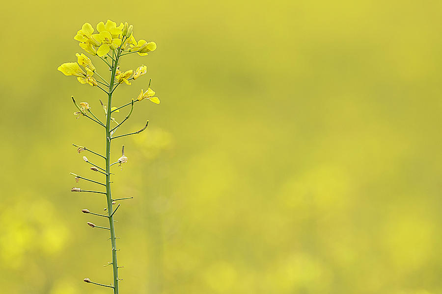 Rapeseed Flower Photograph by Wolfgang Stocker