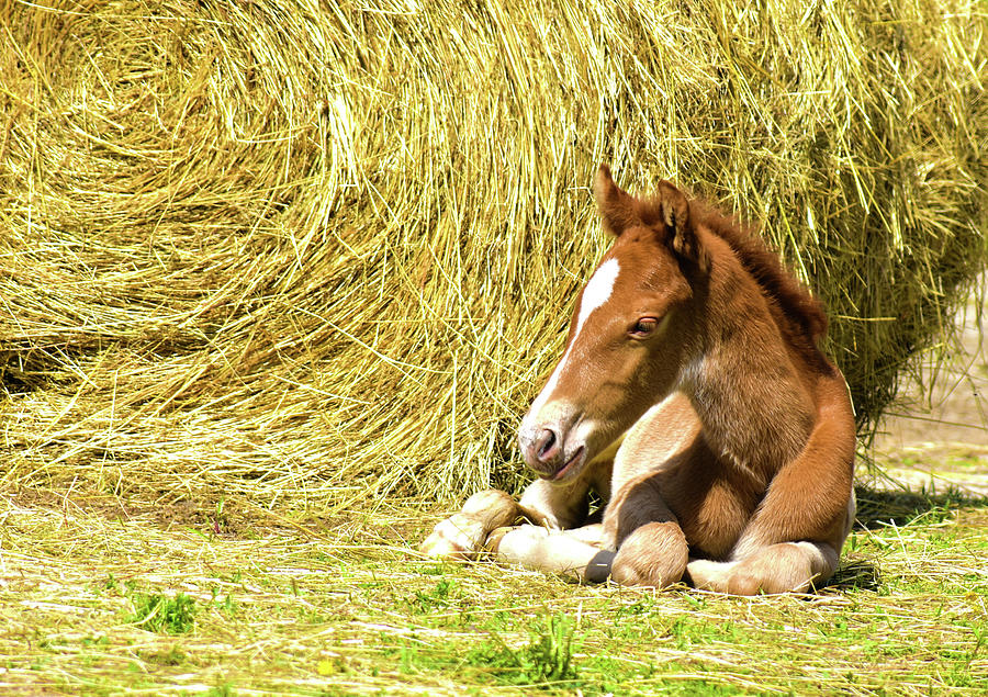 Rapid The Eight Hour Old Foal Photograph by Sandi OReilly