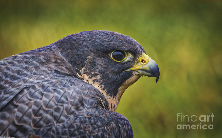 Falcon Photograph - Raptor 1 by Mitch Shindelbower