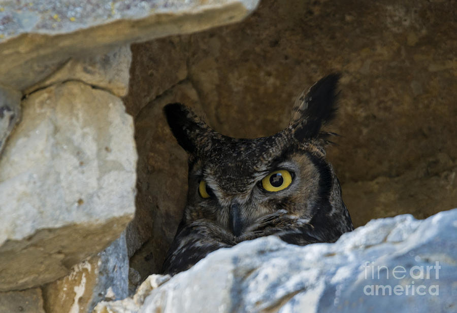 Owl Photograph - Raptor Eyes by Michael Dawson