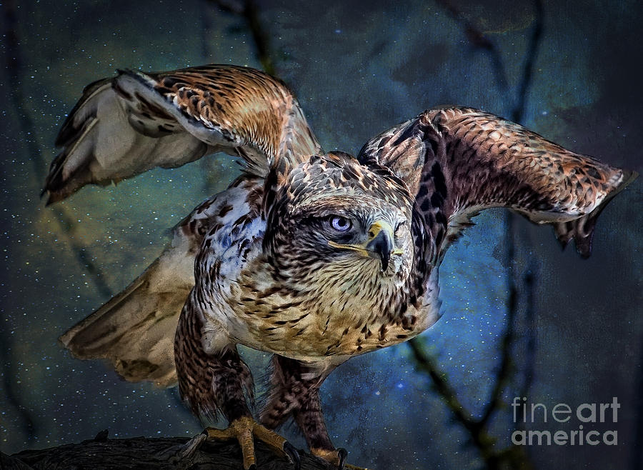 Hawk Digital Art - Raptor Hunter by Georgianne Giese