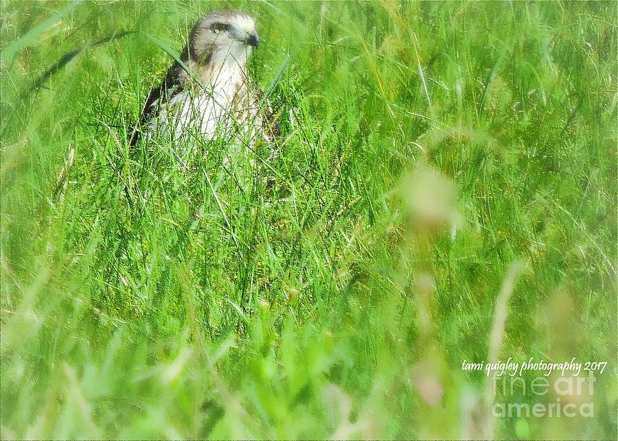 Raptor In The Grass Photograph by Tami Quigley