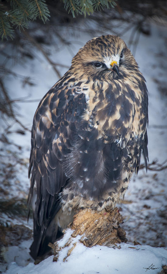 Hawk Photograph - Raptor in the Winter by Phil And Karen Rispin