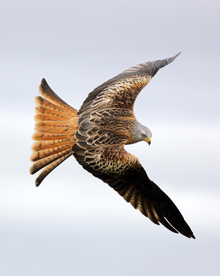 Raptor soaring Photograph by Grant Glendinning