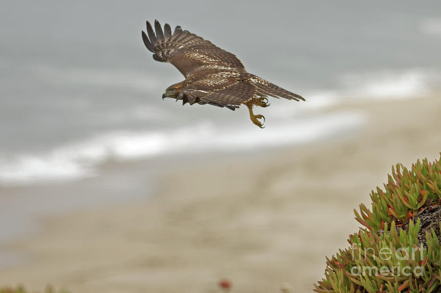 Raptor Take Off Photograph by Natural Focal Point Photography