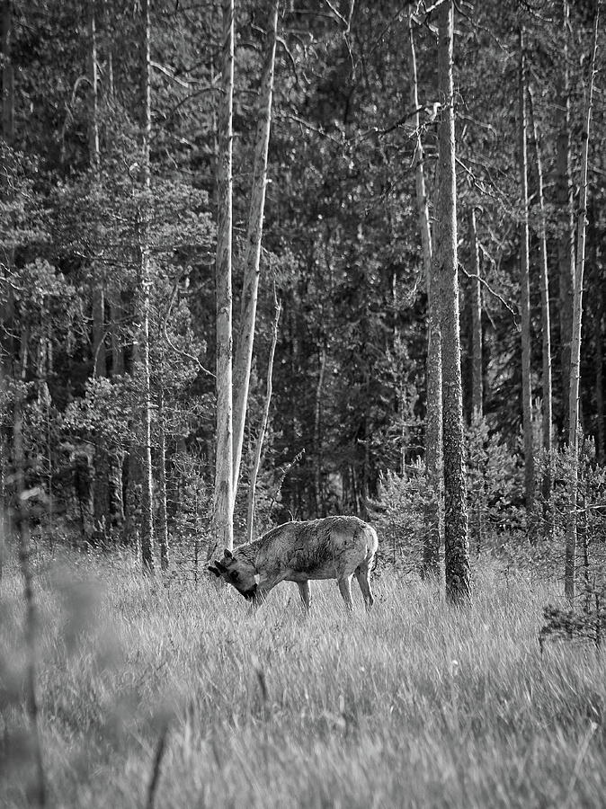Rare And Wild. Finnish Forest Reindeer Bw Photograph