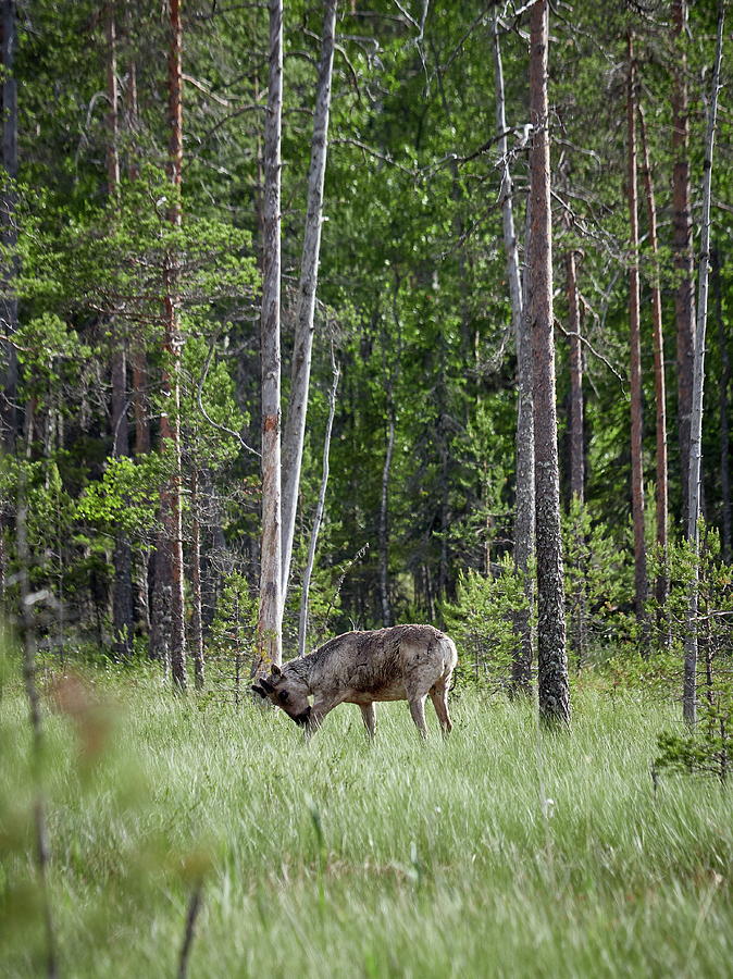 Rare And Wild. Finnish Forest Reindeer Photograph