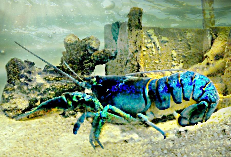 Rare Blue Lobster Photograph by Diana Angstadt