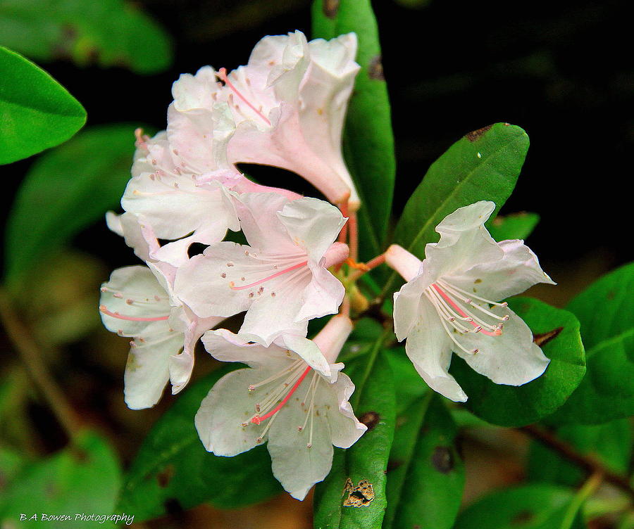 Rare Florida Beauty - Chapmans Rhododendron Photograph by Barbara Bowen