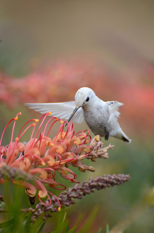 Rare Leucistic Anna's Hummingbird Photograph by Sally Rae Kimmel - Fine ...