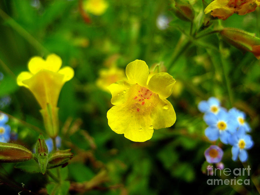 Rare Michigan Monkey Flower Photograph by Teresa A and Preston S Cole