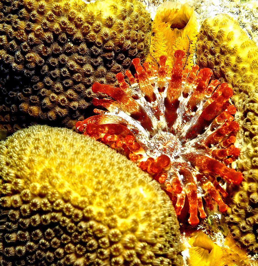 Rare Orange Tipped Corallimorph - Fire In The Sea Photograph
