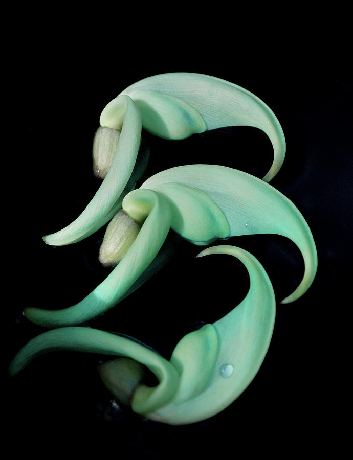 Rare Orchid Petals Photograph by Cate Franklyn