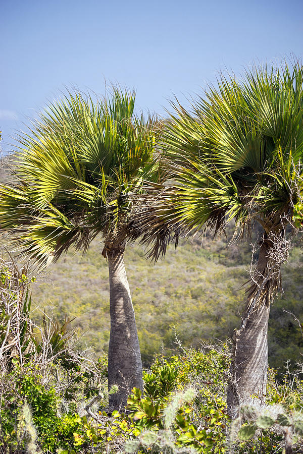 Rare Palm Trees On Curacao Photograph by For Ninety One Days - Fine Art ...