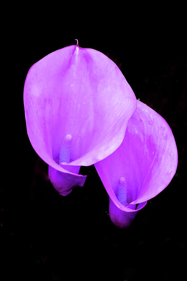 Rare Purple Calla Lilies Photograph by Douglas Barnett