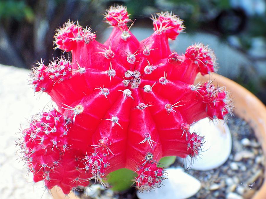 Rare Ruby Red Cactus Photograph by Jan Moore