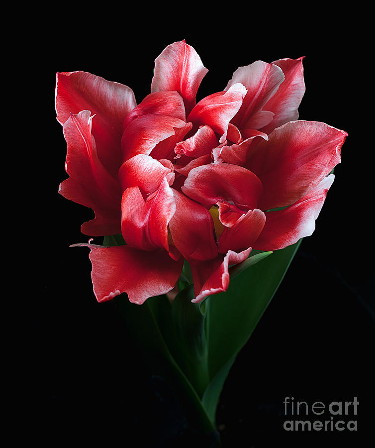 Rare Tulip Willemsoord  Photograph by Ann Jacobson