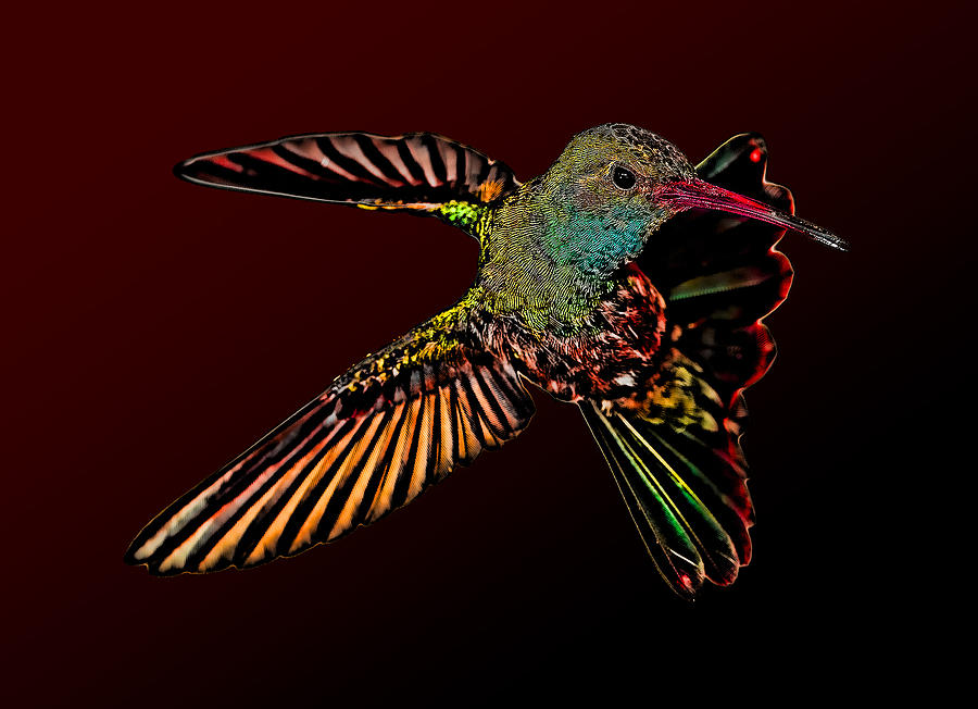 Rare Vampire Hummingbird Photograph by Gregory Scott