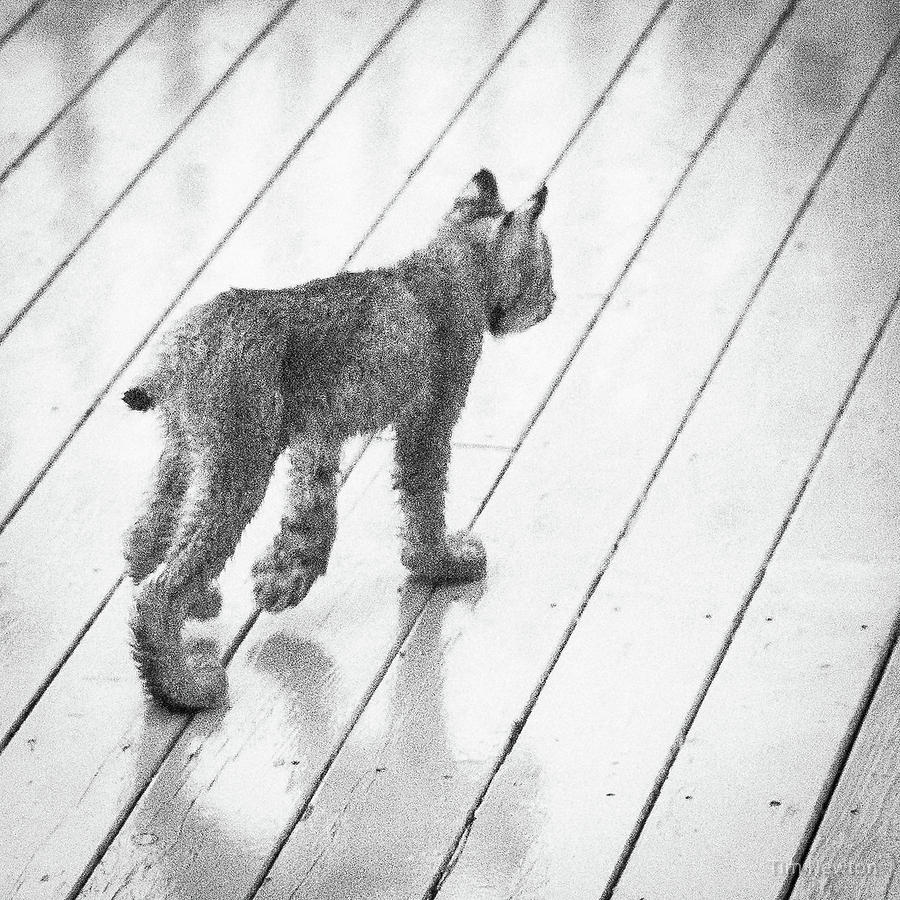 Lynx Kitty Stroll Photograph by Tim Newton