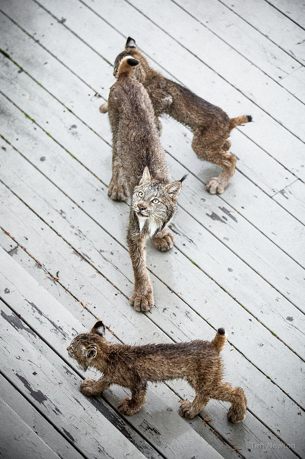 Lynx Photograph - Always Scanning by Tim Newton