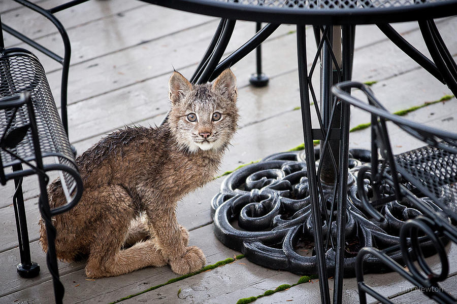 Lynx Photograph - Are you looking at me by Tim Newton