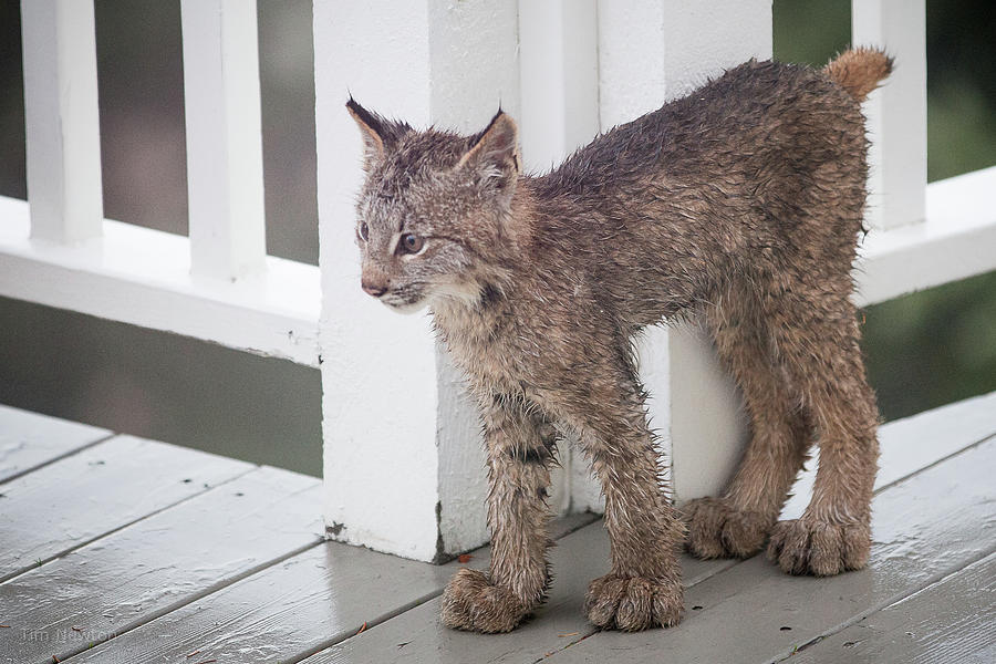 Lynx Photograph - Laser Eyes Big Feet by Tim Newton