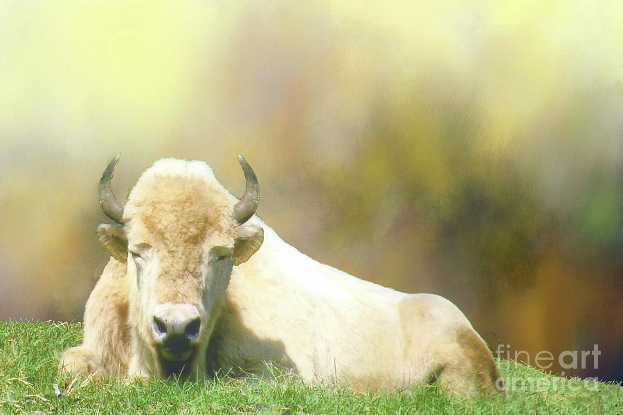 Rare White Buffalo Photograph by Janette Boyd