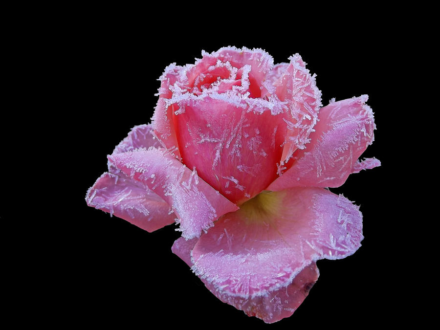 Rare Winter Rose Photograph by Harold Zimmer