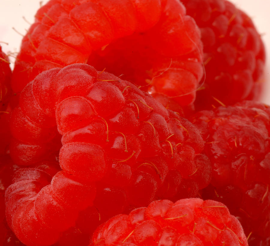 Raspberries 1 Photograph
