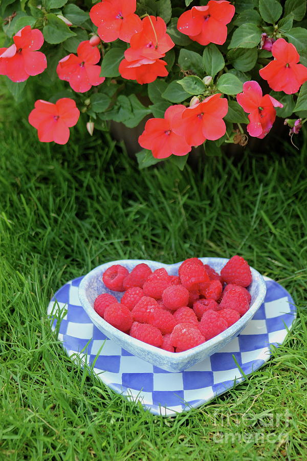 Raspberries and Impatiens Photograph by Alice Terrill