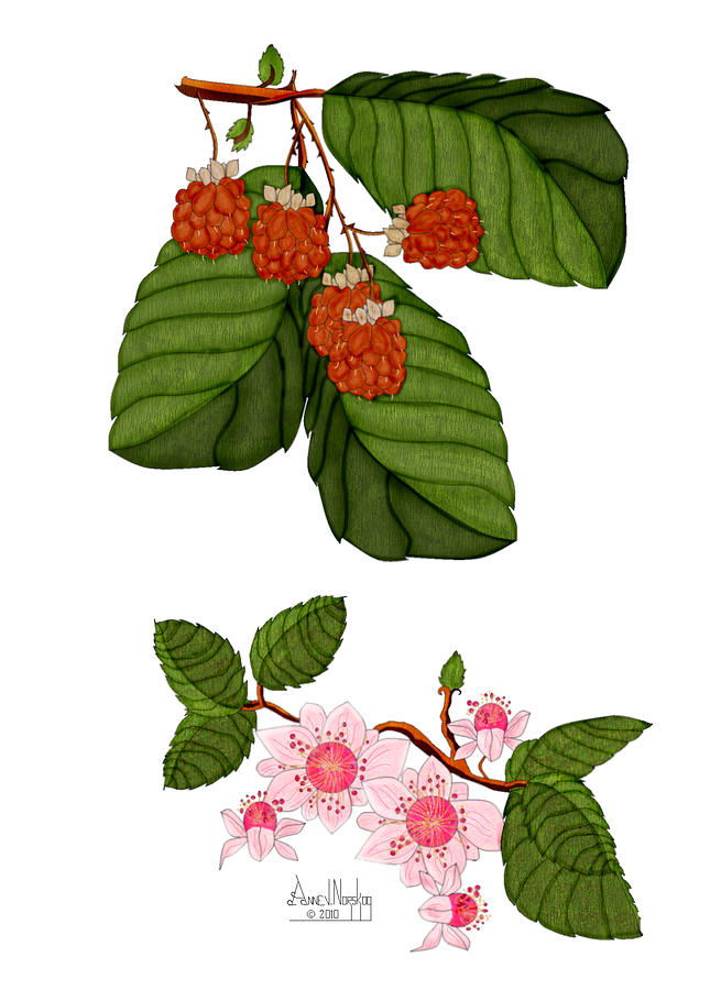 Raspberry Painting - Raspberries and Raspberry Blossoms by Anne Norskog