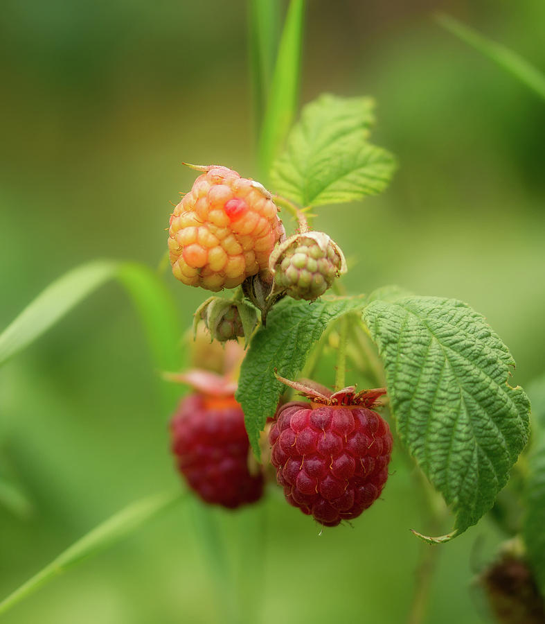 Raspberry Photograph - Raspberries by Mountain Dreams