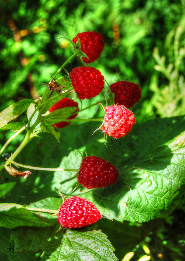 Raspberries Photograph by Pennie McCracken