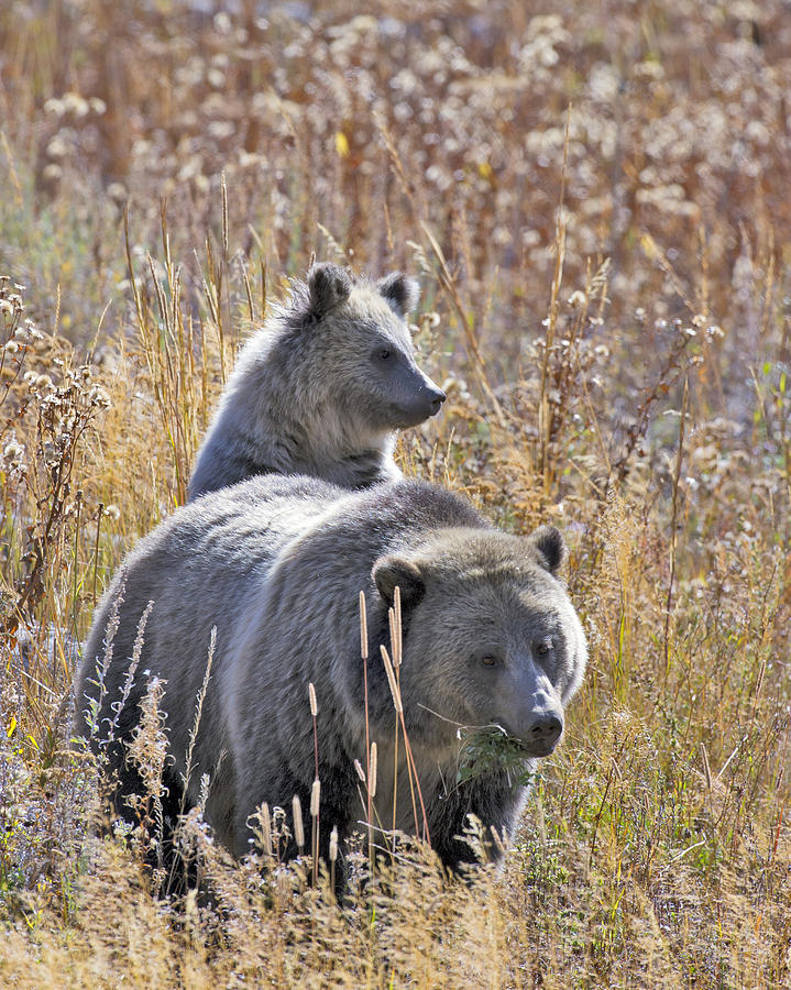 Yellowstone National Park Photograph - Raspberry and her Cub by Gary Langley
