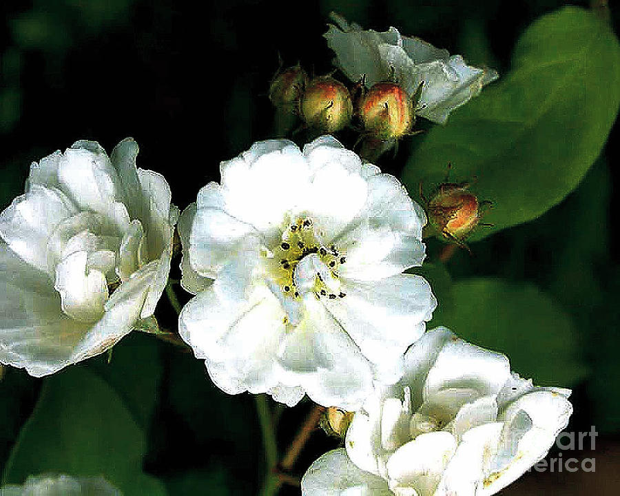 Raspberry Blossoms Digital Macro Photography Photograph by Merton