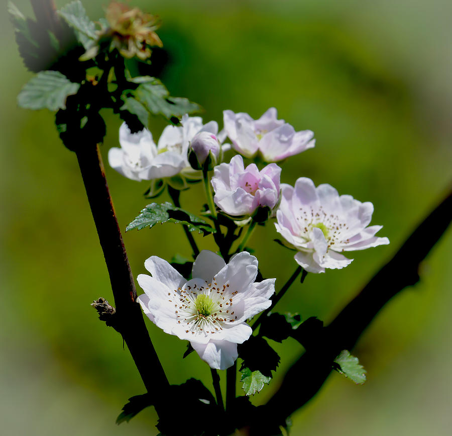 Spring Photograph - Raspberry Blossoms by GK Hebert Photography