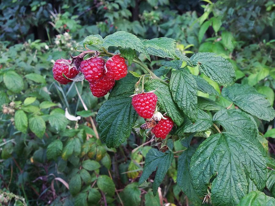 Fruit Mixed Media - Raspberry bush in the garden by Boguslaw Banka
