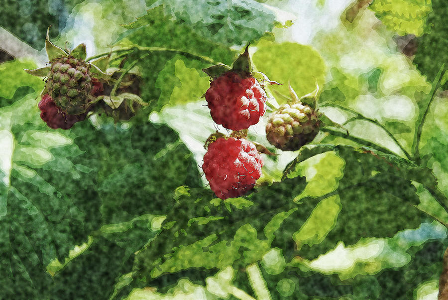 Raspberry Painting - raspberry Bush by Tatiana Tyumeneva