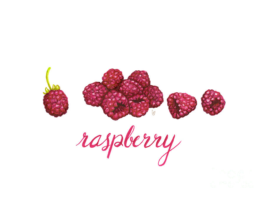 Raspberry Painting - Raspberry by Cindy Garber Iverson