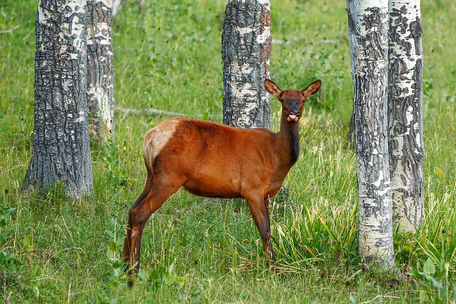 Raspberry Elk Photograph by Todd Klassy