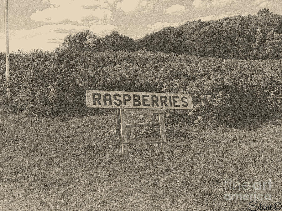 Raspberry Fields  Photograph by September Stone